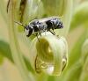 Hylaeus sp.